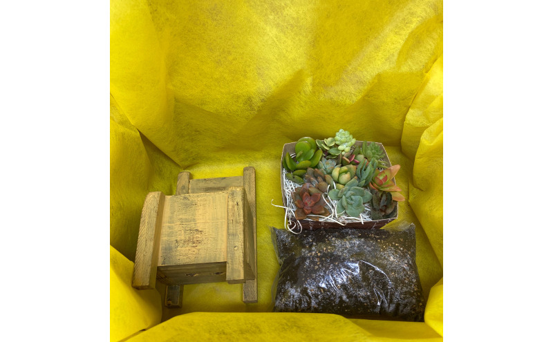 多肉植物 じぶんで植える 多肉 寄せ植えキットA 木椅子型 プランター 全3色 インテリア 植物 寄せ植え ガーデニング 福岡 小郡市 ：黄色