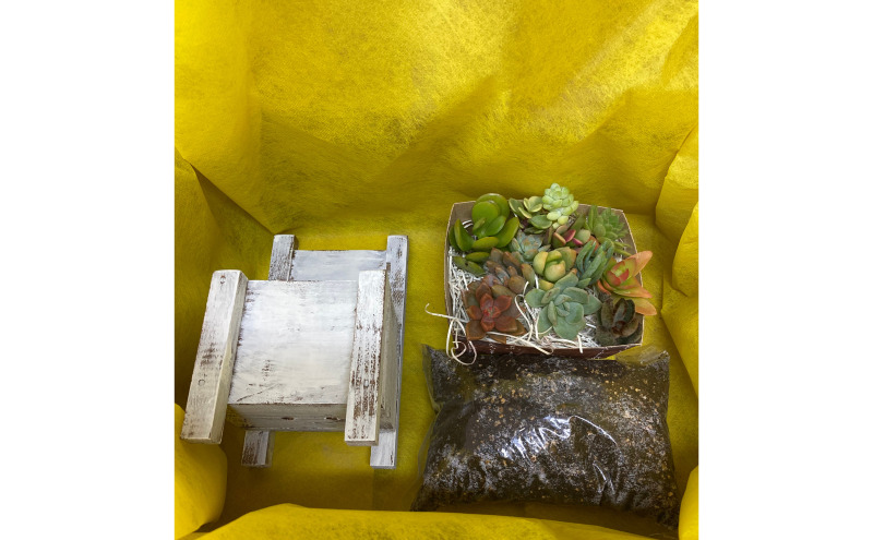 多肉植物 じぶんで植える 多肉 寄せ植えキットA 木椅子型 プランター 全3色 インテリア 植物 寄せ植え ガーデニング 福岡 小郡市 ：黄色