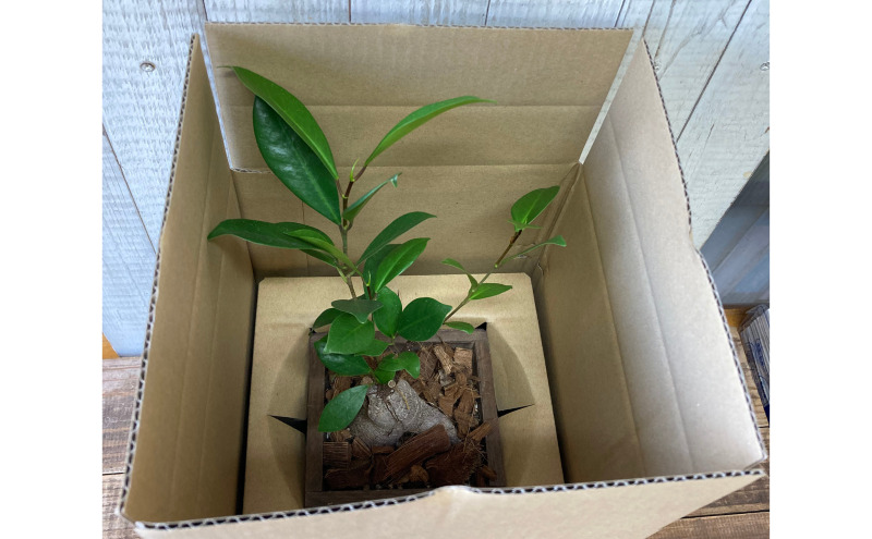 インテリア 植物 ガジュマル プランター 全2色 観葉植物 福岡 小郡市 ：プランター黄色