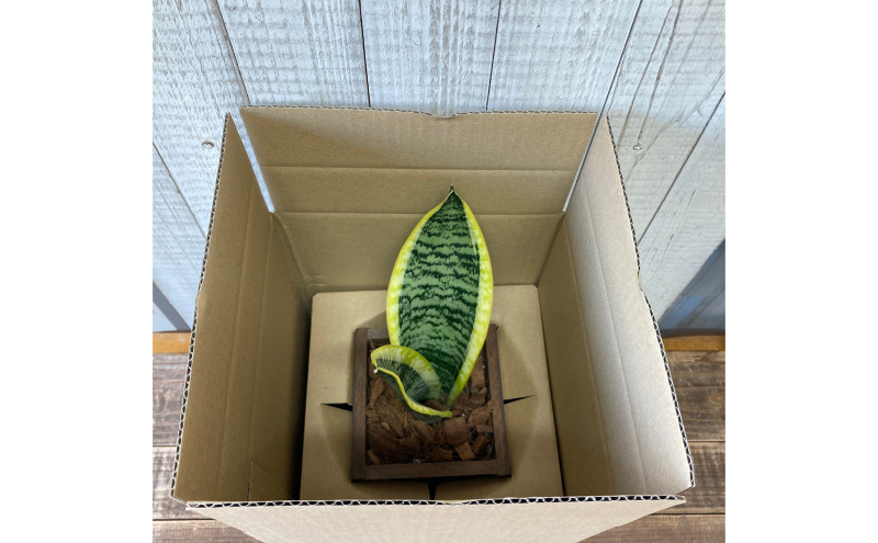 インテリア 植物 サンスベリア プランター 全2色 観葉植物 福岡 小郡市 ：プランター黄色