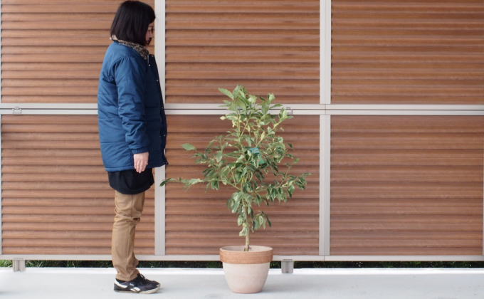 苗木 レモン 斑入り レモンの木 ピンクレモネード テラコッタ鉢 配送不可 北海道 沖縄 離島