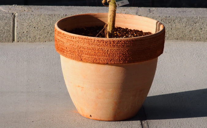 苗木 レモン 斑入り レモンの木 ピンクレモネード テラコッタ鉢 配送不可 北海道 沖縄 離島