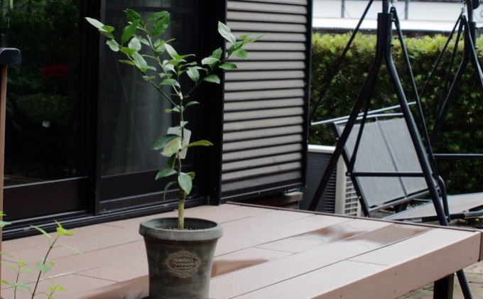 鉢植え レモンの木 アンティーク風鉢 27cm 配送不可 北海道 沖縄 離島