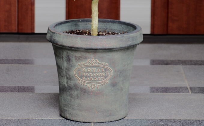 鉢植え レモンの木 アンティーク風鉢 27cm 配送不可 北海道 沖縄 離島