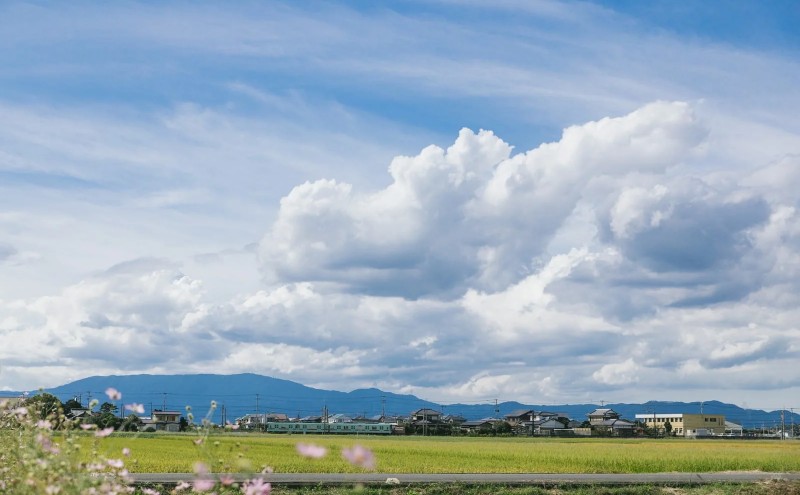 数の子明太 140g×4 明太子 めんたいこ