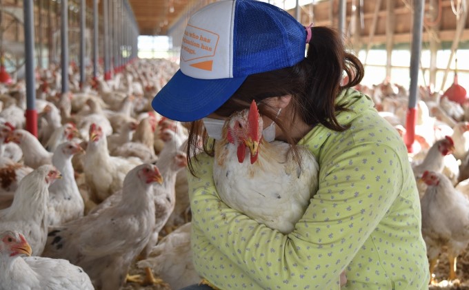はかた地どり 美人鍋セット 水炊き 鍋 セット 鶏肉 ※配送不可:離島