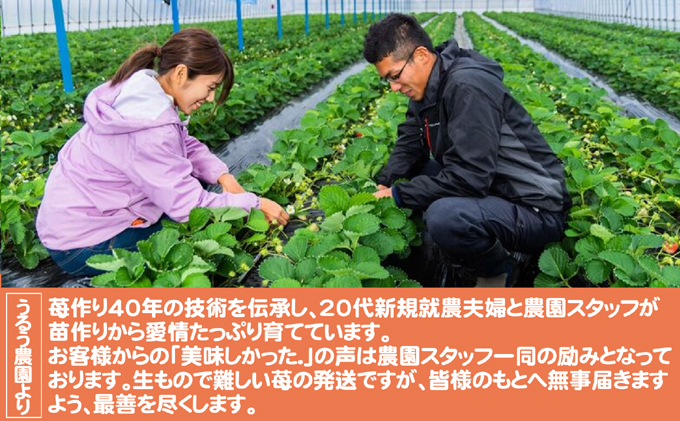 いちご 2025年12月より発送 うるう農園のあまおう スタンダード2パック 約570g 果物 フルーツ デザート 食後 特別栽培 福岡県産 国産 日本産 ※配送不可：離島