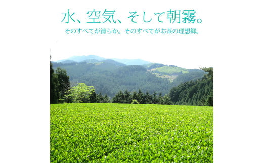 【6回定期便】奥八女星野村 深蒸し高級煎茶 深蒸し茶 約100g×2袋×6回