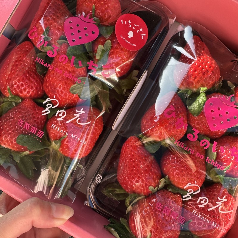 いちご 農家直送 いちごさん 480g (240g×2) イチゴ 朝摘み ブランド 果物 ※配送不可：離島