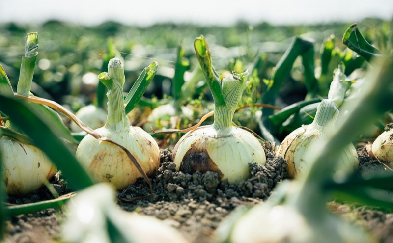 ご自宅用 ふわふわ ハンバーグステーキ 8個 (ドミグラスソース4個、和風ソース4個)