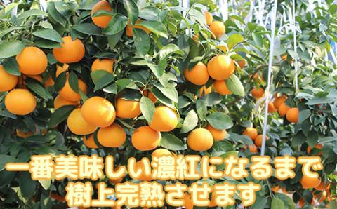 【数量限定】今村農園のおひさまきらりん 生搾り100%ジュース（720ml 3本入）＜107-035_7＞