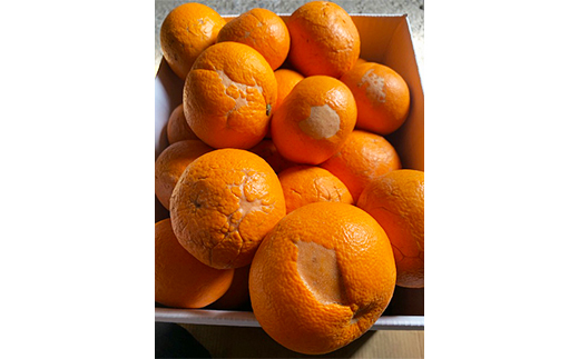 【訳あり・規格外品】今村農園の蔵姫くらひめ（紅甘夏） 約20kg フルーツ みかん 果物 先行予約 ＜107-029_7＞ 20kg