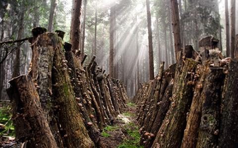 山の幸詰合C（乾し椎茸どんこ、黒きくらげ、ドレッシング、かぼすポン酢）＜106-009_7＞