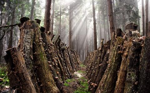 山の幸詰合B（乾し椎茸どんこ50g×3袋、黒きくらげ40g×3袋）＜106-008_7＞