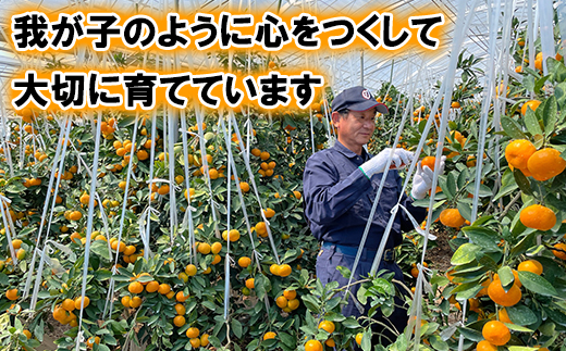 今村農園の訳ありミカンとジュースの定期便（４月・６月・８月）【たっぷりコース】＜107-804_7＞