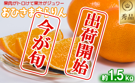 今村農園のおひさまきらりん 約1.5kg【秀品】フルーツ みかん 果物 先行予約 ＜107-023_7＞ 1.5kg