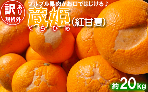 【訳あり・規格外品】今村農園の蔵姫くらひめ（紅甘夏） 約20kg フルーツ みかん 果物 先行予約 ＜107-029_7＞ 20kg