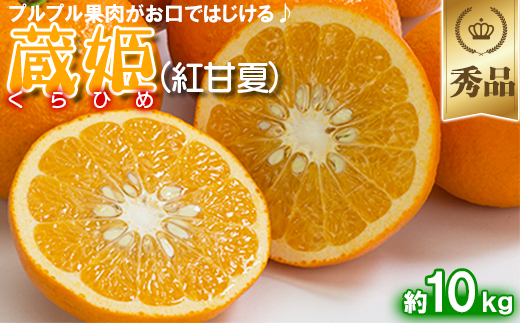 今村農園の蔵姫くらひめ（紅甘夏） 約10kg【秀品】 フルーツ みかん 果物 先行予約 ＜107-033_7＞ 10kg