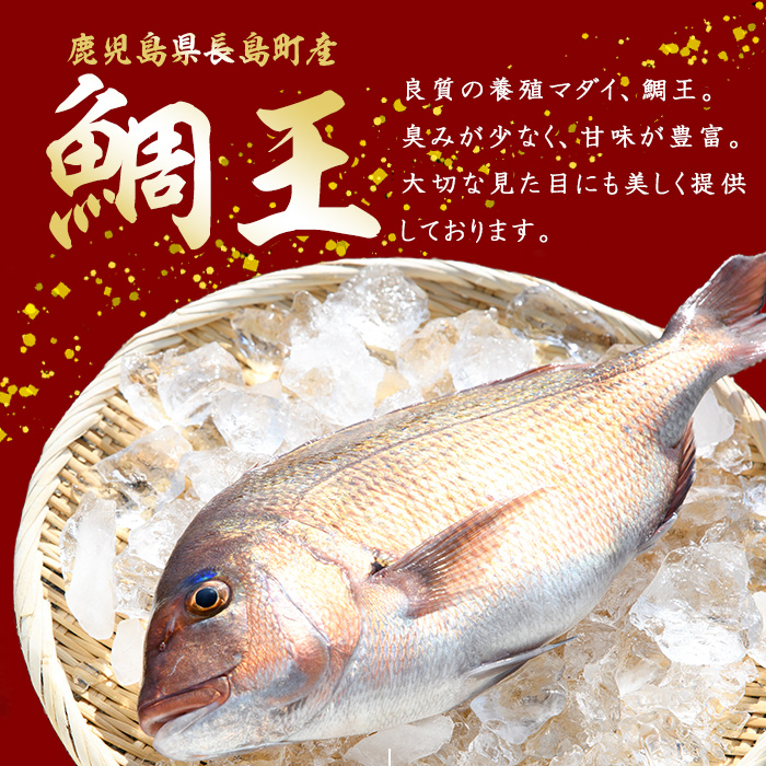 【2025年12月26日発送】長島町特産「鯛王」(2匹・約2.4kg) 産地直送 新鮮 旨味が抜群の 長島町 特産品 ブランド 真鯛 をまるごと 一匹 楽しめる 刺身 鯛めし 鯛茶漬け 鯛しゃぶ 鯛刺身 鮮魚 冷蔵 年末発送【JFA】_jfa-22-1226R7