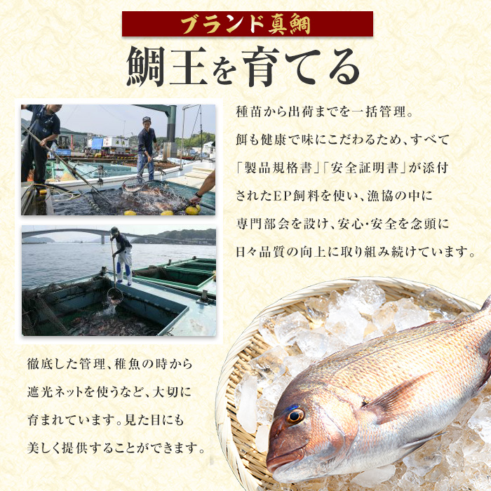 長島町特産「鯛王」(2匹・約2.4kg) 産地直送 新鮮 旨味が抜群の 長島町 特産品 ブランド 真鯛 一匹 刺身 鯛めし 鯛茶漬け 鯛しゃぶ 鮮魚 冷蔵 【JFA】_jfa-7144