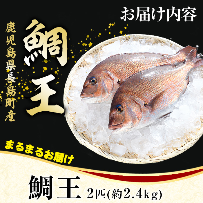【2025年12月26日発送】長島町特産「鯛王」(2匹・約2.4kg) 産地直送 新鮮 旨味が抜群の 長島町 特産品 ブランド 真鯛 をまるごと 一匹 楽しめる 刺身 鯛めし 鯛茶漬け 鯛しゃぶ 鯛刺身 鮮魚 冷蔵 年末発送【JFA】_jfa-22-1226R7