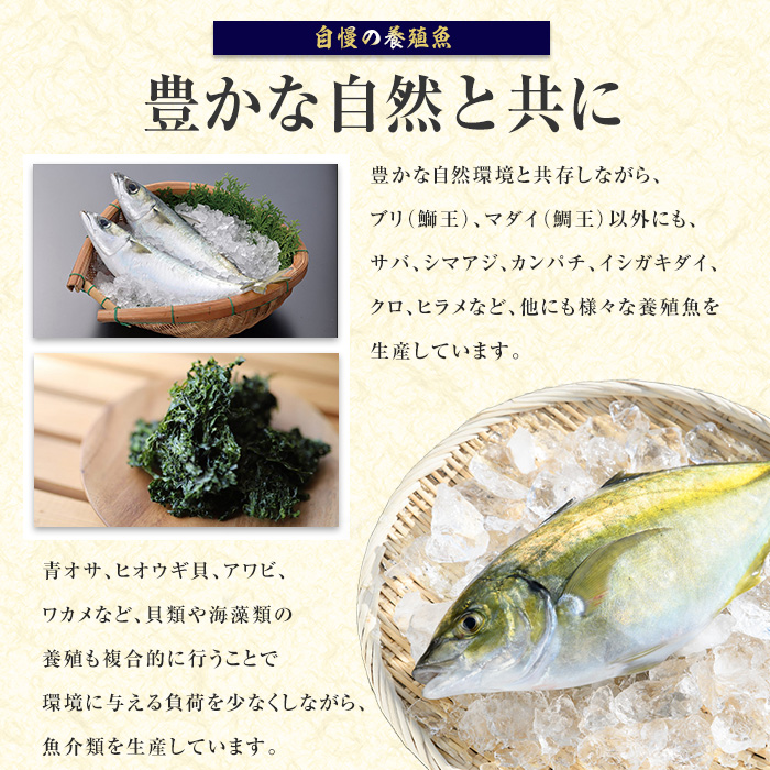 鹿児島県長島町産 シマアジ (約1.0kg・1匹) シマアジ 鹿児島 鮮魚 一匹 柵 刺身 切り身 高級あじ 高級魚【JFA】_jfa-7145