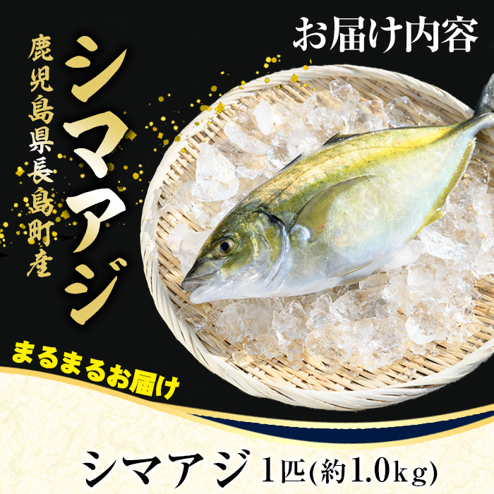 鹿児島県長島町産 シマアジ (約1.0kg・1匹) シマアジ 鹿児島 鮮魚 一匹 柵 刺身 切り身 高級あじ 高級魚【JFA】_jfa-7145