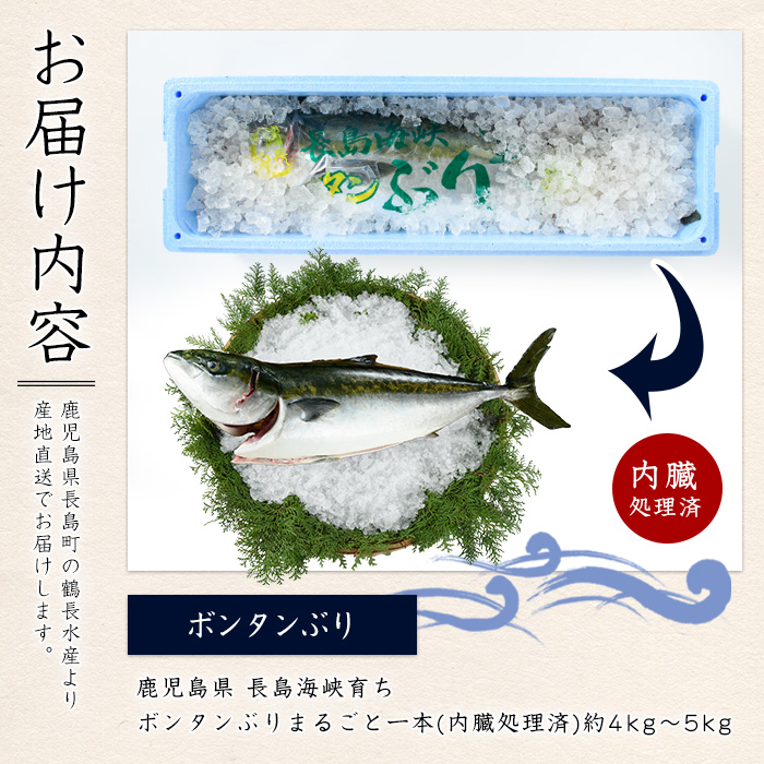ボンタンぶりまるごと一本(内臓処理済)  ぶり 柵 刺身 ブリ 切り身 鰤 1本 鮮魚 下処理済み 鮮魚 1匹 刺身 ぶりしゃぶ ぶりかま 【鶴長水産】_turu-7314