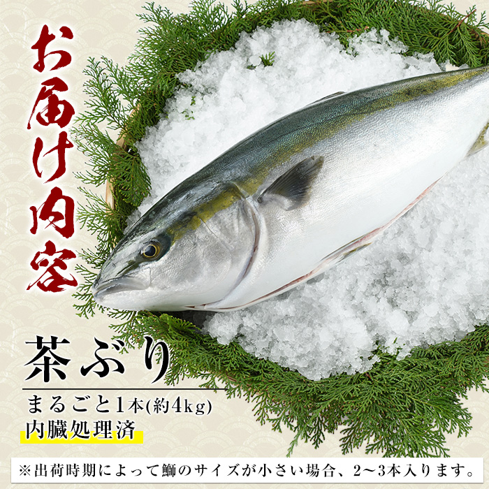 茶ぶり 1尾 約4kg セミドレス えら・内臓除去済み ぶり 柵 刺身 ブリ 切り身 鰤 1本 鮮魚 下処理済み 鮮魚 1匹 刺身 ぶりしゃぶ ぶりかま 【ウスイ】_usui-7323