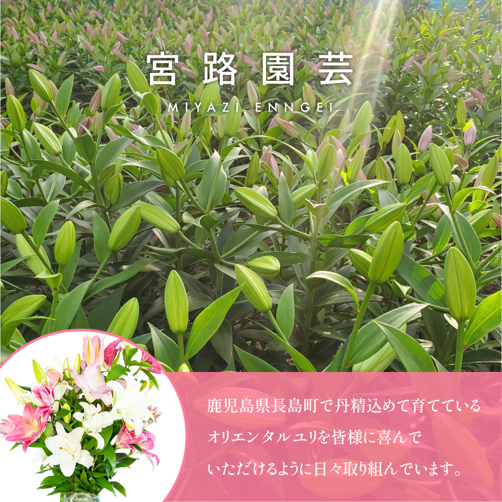 オリエンタルリリー（ユリ）旬のミックス 5本 ユリ 花 ユリの花 百合 ゆり 生花 切花 切り花 【宮路園芸】_miyaji-7004