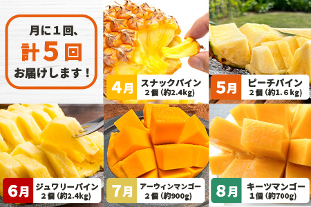 《2025年4月以降発送》【先行予約】島のおいしいを贅沢に！パイナップル3種とマンゴー2種のよくばり定期便【 沖縄 石垣 ピーチ キーツ マンゴー パイン パイナップル 完熟 セット フルーツ デザート 食べ比べ 定期便 】 TF-39