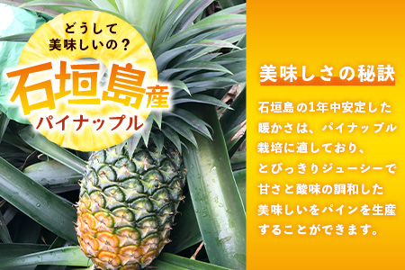 【先行予約】《2026年6月上旬頃より順次発送》石垣島産 ハワイ種 パイン (4玉 約4㎏) 【 産地直送 沖縄 石垣 パイナップル フルーツ 】石垣さんちの石垣トロピカルファーム TP-5 4玉（約4kg）