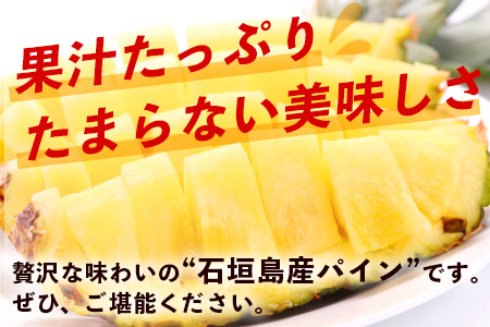 【先行予約】《2026年6月上旬頃より順次発送》石垣島産 ハワイ種 パイン (3玉 約3㎏) 【 産地直送 沖縄 石垣 パイナップル フルーツ 】石垣さんちの石垣トロピカルファーム TP-4 3玉（約3kg）