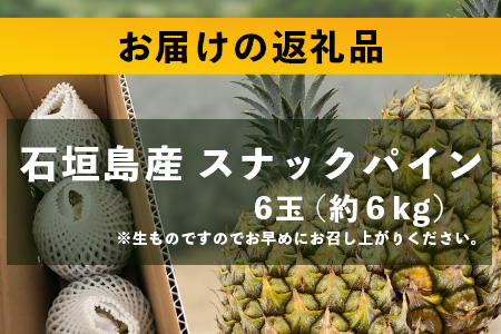 【先行予約】《2026年5月上旬頃より順次発送》石垣島産 スナックパイン (6玉 約6kg) 【 産地直送 沖縄 石垣 パイナップル フルーツ 】TP-9-1 6玉（約6kg）