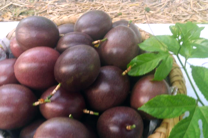 【2026年発送】糸満産　糸ちゃんパッションフルーツ＜家庭用／1kg＞ 104-2