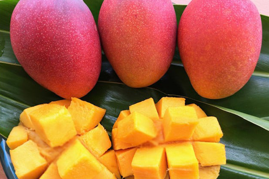 【2026年発送】カネシロマンゴー農園の完熟マンゴー約1kg（贈答用） 19-2