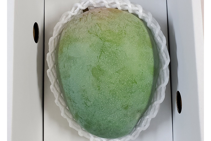 【2026年発送】濃厚な大人の味　沖縄県「キーツマンゴー」1kg 18-3