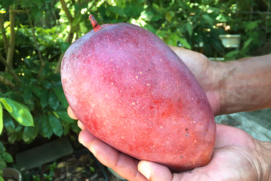 【2026年発送】小池さん家が丁寧に育てたアップルマンゴー4kg 126-10