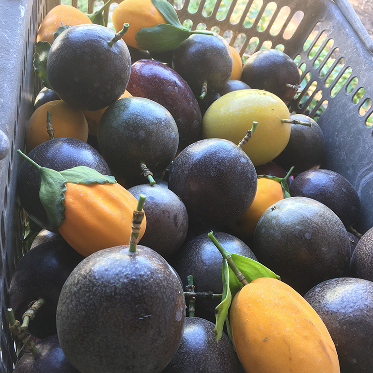 【2026年発送】熱帯果樹園小池さん家　お任せセット（梅） 126-1