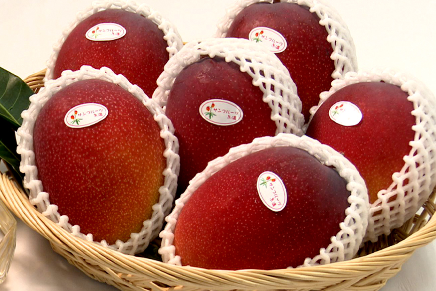 【2026年発送】沖縄県知事賞４度受賞（サンフルーツ糸満）マンゴー約2kg 24-2