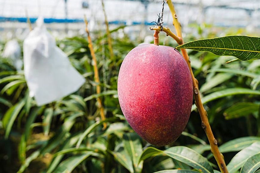 【2025年発送】沖縄マンゴー農園マサヒロファームのアーウィンマンゴー（贈答用）2kg