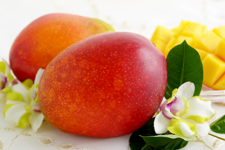 【2026年発送】太陽ファームの採れたてマンゴー1kg（秀品） 120-6