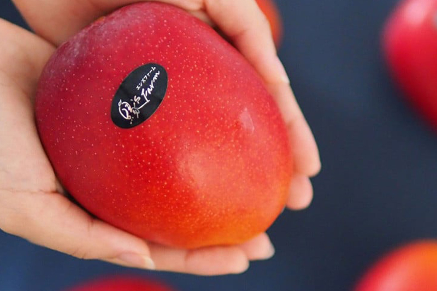 【2026年発送】【令和5年度最優秀賞受賞】縁sファームのアップルマンゴー2kg（秀品） 43-3