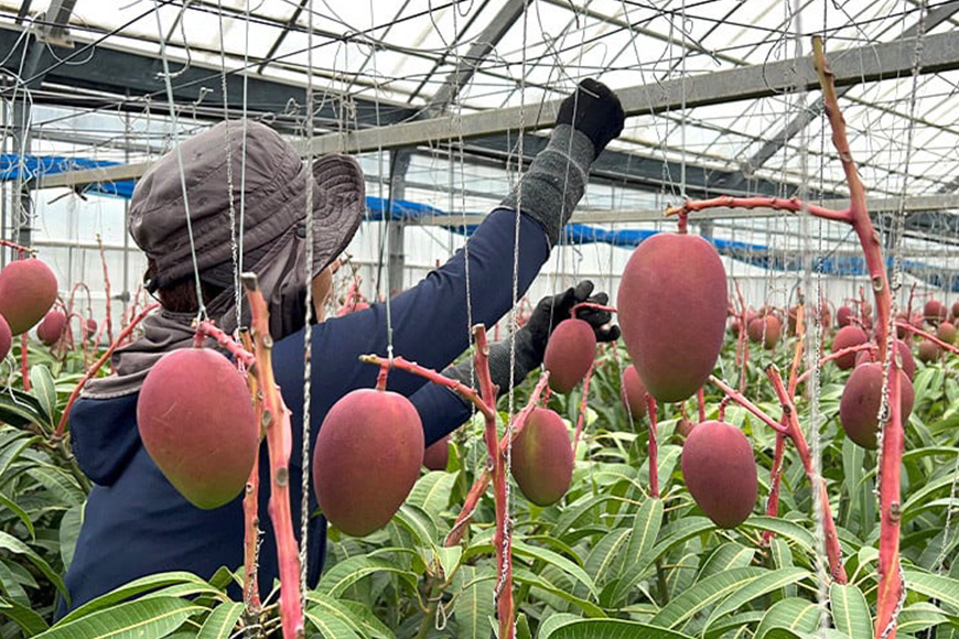 【2026年発送】縁sファームのアップルマンゴー家庭用1kg 43-6