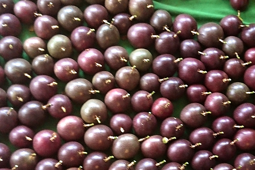 【2026年発送】金城さんが育てた　沖縄県産パッションフルーツ　1kg 92-1