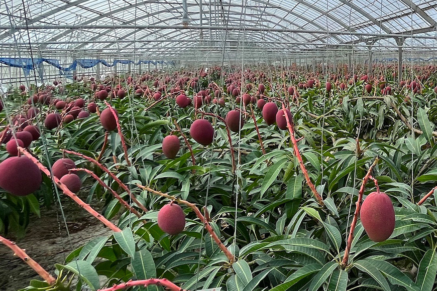 【2026年発送】沖縄糸満市産　でーじマンゴーのアップルマンゴー2kg(家庭用) わけあり 26-1