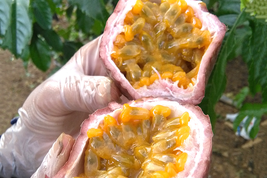 【先行予約 2026年発送】小池さん家のパッションフルーツ約10kg 126-4