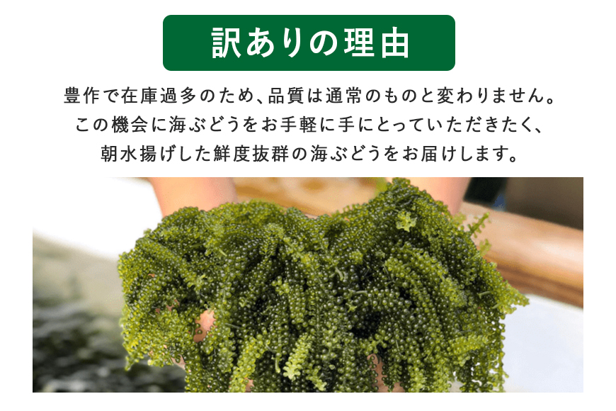 【訳あり】しゃきしゃき海ぶどう400g