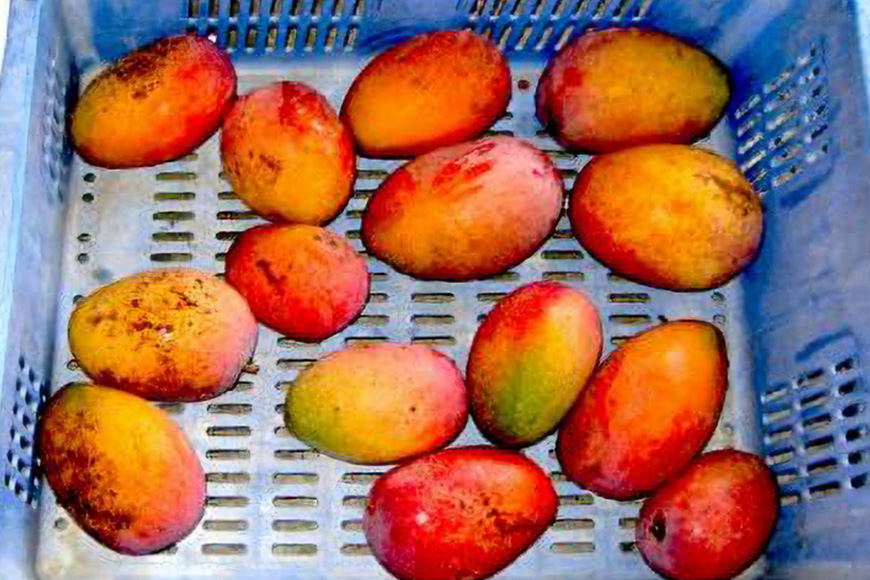 【2025年発送】高安マンゴー園　訳ありF・Dマースマンゴー糸満　1.5kg（3～6玉）