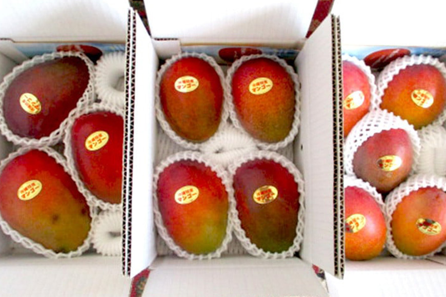 【2026年発送】高安マンゴー園　家庭用　F・Dマースマンゴー糸満　1.5kg（3～6玉） 96-1